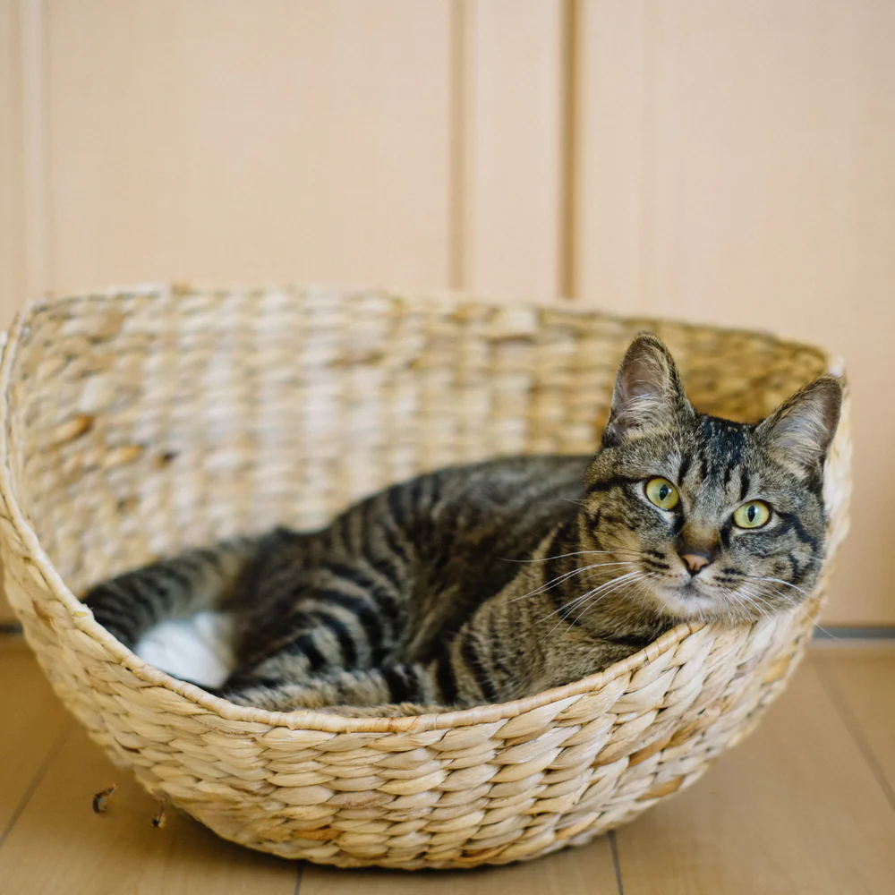 Beds & Nests
