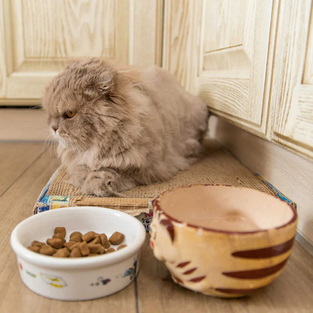 Bowls & Feeders