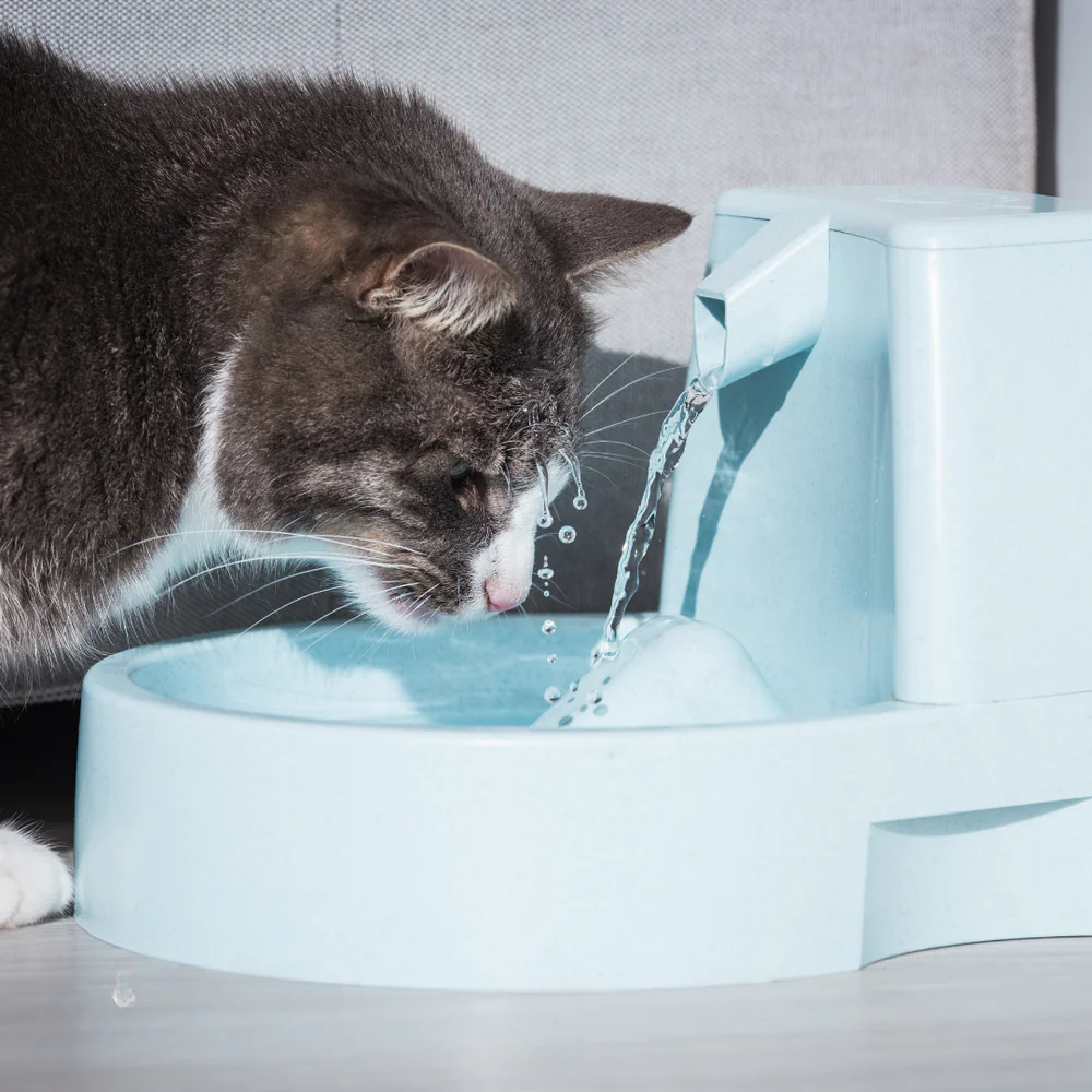 Fountains & Water Dispensers