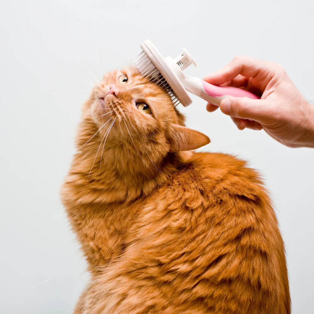 Hygiene & Care