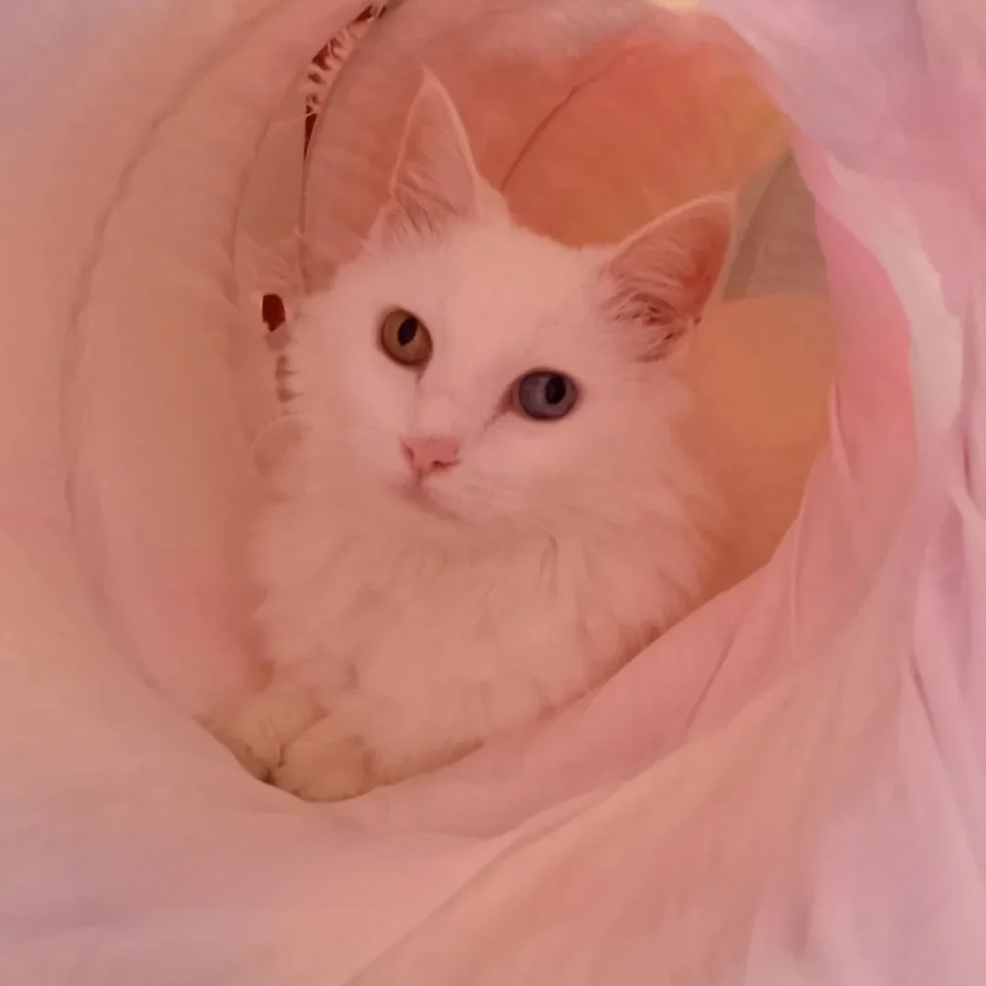 Plush Tunnel Hideout