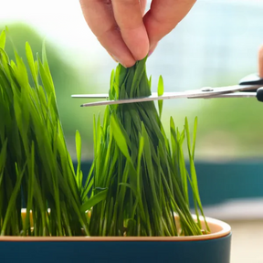 Grass Pot with Waste Collector