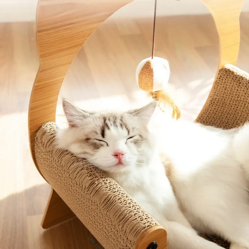 Kitten Scratcher